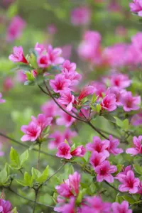 Rhododendron (AJ) 'Silvester'