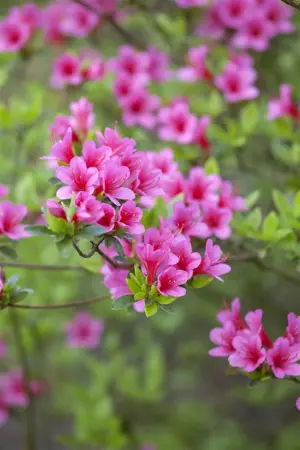 Rhododendron (AJ) 'Silvester' - 3 Ltr pot - image 2