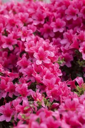 Rhododendron (AJ) 'Silvester' - 4 Ltr pot - image 4