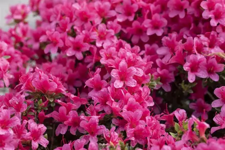 Rhododendron (AJ) 'Silvester' - 3 Ltr pot - image 3
