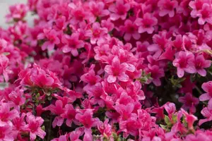 Rhododendron (AJ) 'Silvester' - 3 Ltr pot - image 3