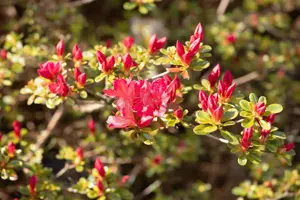 Rhododendron (AJ) 'Silvester' - 3 Ltr pot - image 5