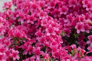 Rhododendron (AJ) 'Silvester' - 4 Ltr pot - image 3
