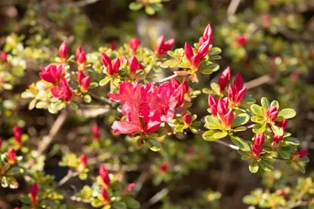 Rhododendron (AJ) 'Silvester' - 4 Ltr pot - image 5