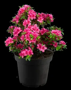 Rhododendron (AJ) 'Vera Maja' - 20-25 CM C2