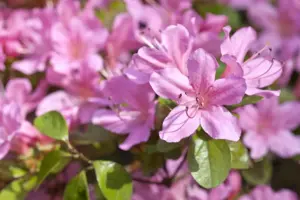 Rhododendron (AJ) 'Vuyk's Rosyred'
