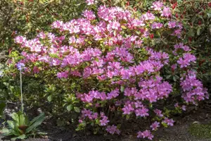 Rhododendron (AJ) 'Vuyk's Rosyred' - 30-40 CM C10 - image 2