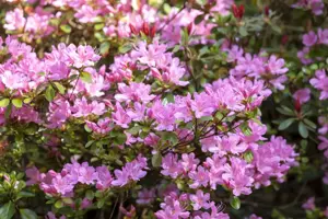Rhododendron (AJ) 'Vuyk's Rosyred' - 30-40 CM C10 - image 3