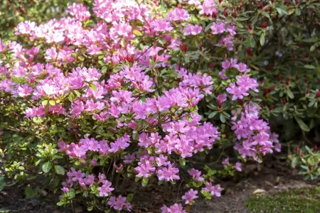 Rhododendron (AJ) 'Vuyk's Rosyred' - 30-40 CM C10 - image 4