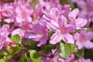 Rhododendron (AJ) 'Vuyk's Rosyred'
