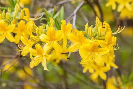 Rhododendron (AK) 'Anneke' - 40-50 CM C5