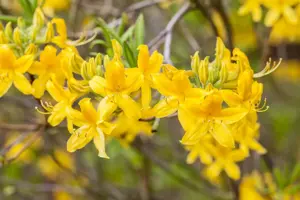 Rhododendron (AK) 'Anneke' - 40-50 CM C5