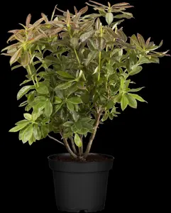 Rhododendron (AK) 'Balzac'