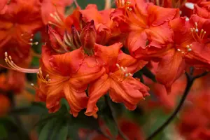 Rhododendron (AK) 'Balzac' - 30-40 CM C5 - image 2