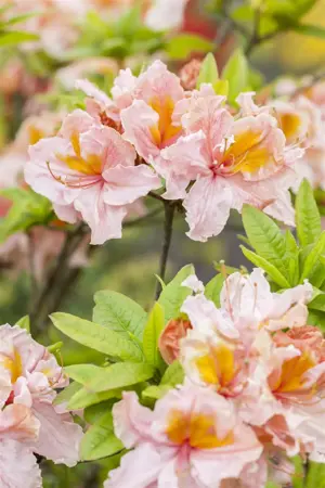 Rhododendron (AK) 'Berryrose' - 5 Ltr pot - image 2