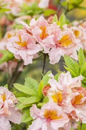 Rhododendron (AK) 'Berryrose' - 40-50 CM C5 - image 2