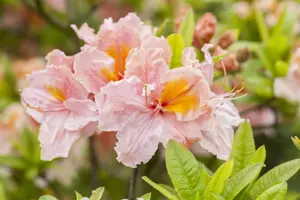 Rhododendron (AK) 'Berryrose'