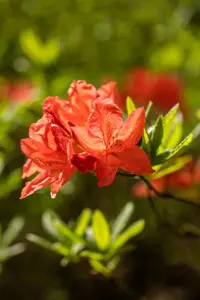 Rhododendron (AK) 'Fanal'