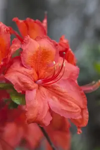 Rhododendron (AK) 'Feuerwerk' - P9 - image 3