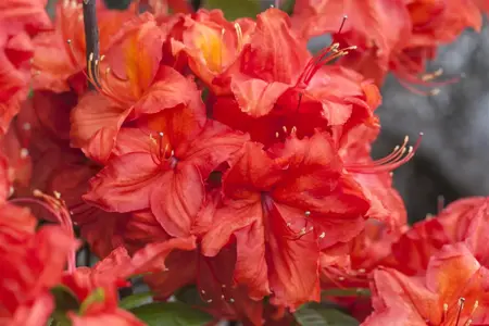 Rhododendron (AK) 'Feuerwerk' - P9 - image 2