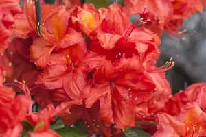 Rhododendron (AK) 'Feuerwerk' - P9 - image 2