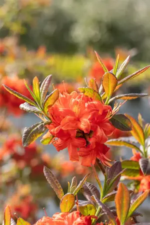 Rhododendron (AK) 'Fireball' - P9 - image 5