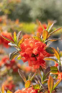 Rhododendron (AK) 'Fireball' - 12-15 CM RB - image 5