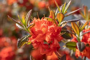 Rhododendron (AK) 'Fireball' - 25-30 CM RB - image 3
