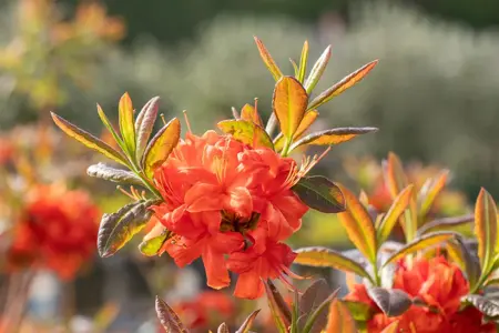 Rhododendron (AK) 'Fireball' - 25-30 CM RB - image 4