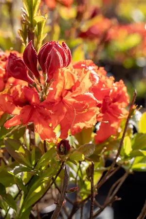 Rhododendron (AK) 'Gibraltar' - 80-100 CM C20 - image 4