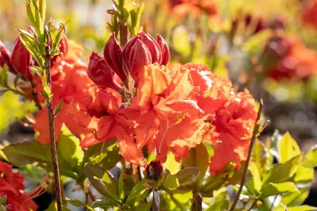 Rhododendron (AK) 'Gibraltar' - 80-100 CM C20 - image 3