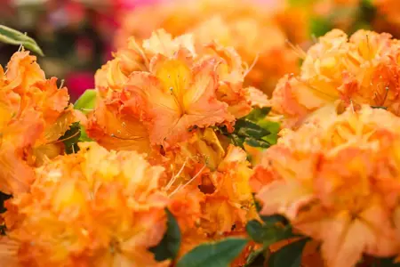 Rhododendron (AK) 'Gibraltar' - 80-100 CM C20 - image 2