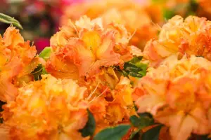 Rhododendron (AK) 'Gibraltar' - 80-100 CM C20 - image 2