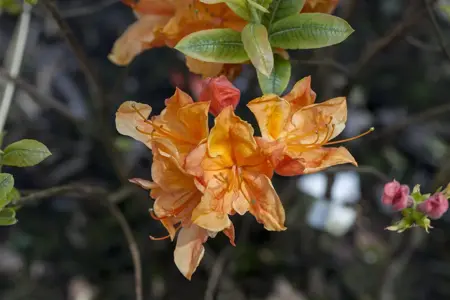 Rhododendron (AK) 'Glowing Embers' - 20-25 CM RB