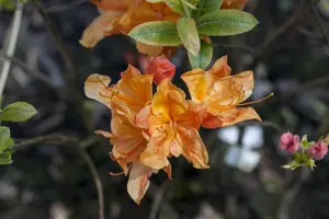 Rhododendron (AK) 'Glowing Embers' - 25-30 CM RB