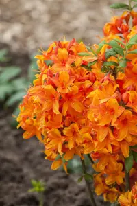 Rhododendron (AK) 'Golden Eagle' - 30-40 CM C5 - image 4