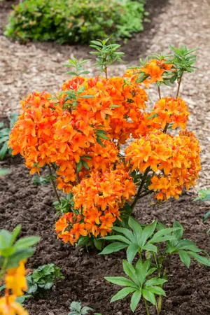 Rhododendron (AK) 'Golden Eagle' - 40-50 CM C5 - image 3