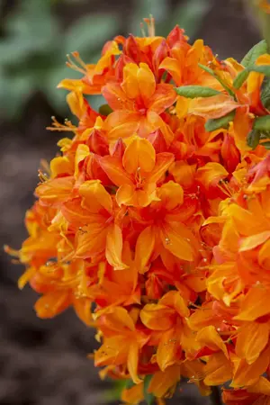 Rhododendron (AK) 'Golden Eagle' - 40-50 CM C5 - image 5