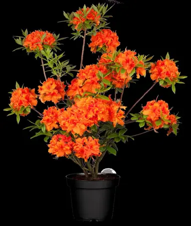 Rhododendron (AK) 'Golden Eagle' - 30-40 CM C5 - image 1