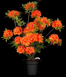 Rhododendron (AK) 'Golden Eagle'