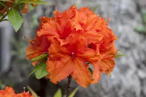 Rhododendron (AK) 'Golden Eagle' - 40-50 CM C5 - image 2