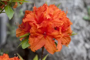 Rhododendron (AK) 'Golden Eagle' - 40-50 CM C7.5 - image 2