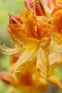Rhododendron (AK) 'Golden Flare'