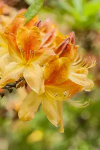 Rhododendron (AK) 'Golden Flare' - 30-40 CM C5 - image 2