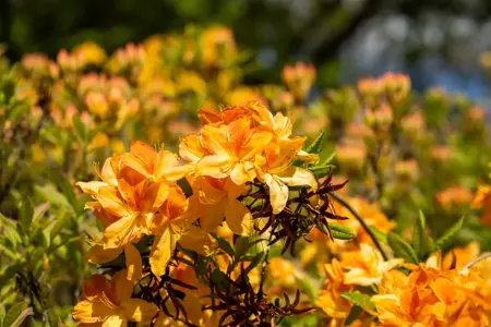 Rhododendron (AK) 'Golden Flare' - 30-40 CM C5 - image 4
