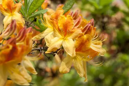 Rhododendron (AK) 'Golden Flare' - 40-50 CM RB - image 3
