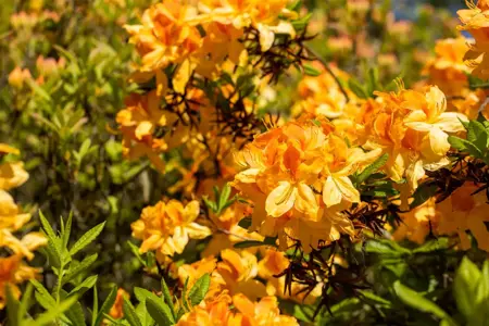 Rhododendron (AK) 'Golden Flare' - 40-50 CM RB - image 5