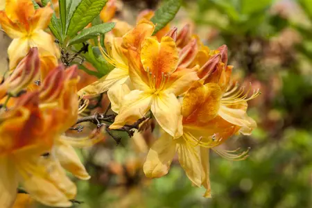 Rhododendron (AK) 'Golden Flare' - 2 Ltr pot - image 3