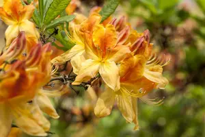 Rhododendron (AK) 'Golden Flare' - 2 Ltr pot - image 3