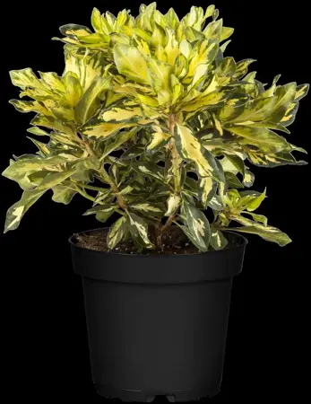 Rhododendron (AK) 'Goldst?ck' - 40-50 CM C5 - image 1